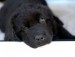 newfoundland-puppy.jpg